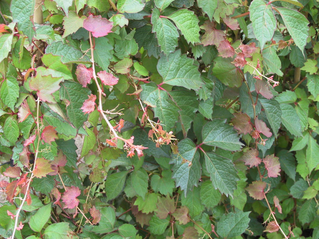 Parthenocissus tricuspidata Veitchii - Blattwerk.jpg